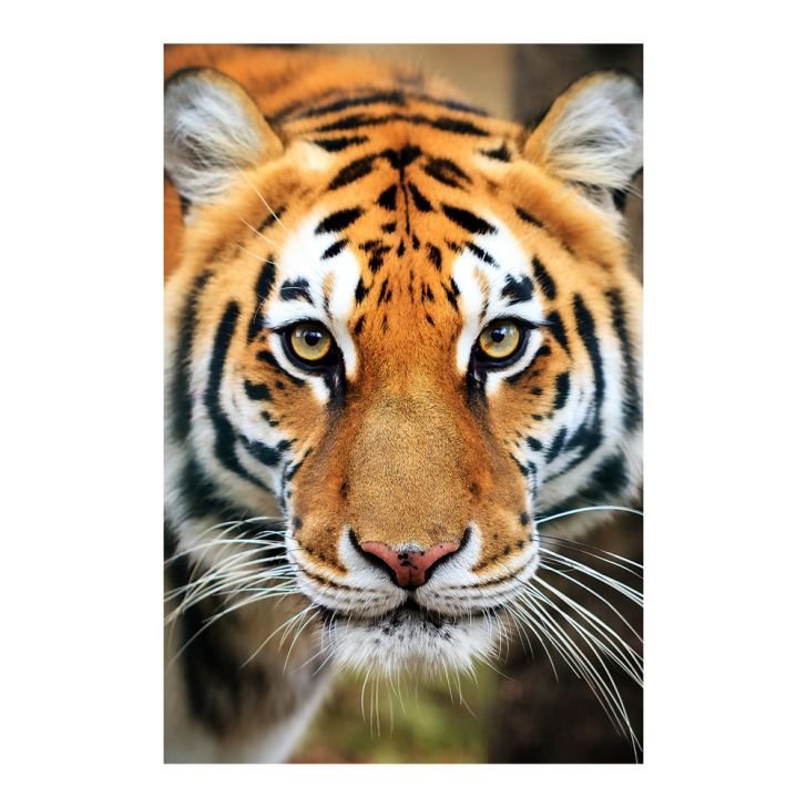 Painel fotográfico tigre – City Decor