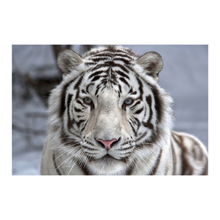 Adesivo Para Box De Banheiro 3d Tigre Branco Largura Total Até