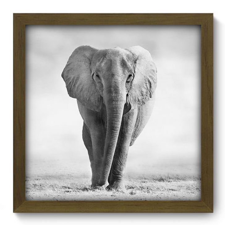 //static.mobly.com.br/p/Allodi-Quadro-Decorativo---Elefante---076qdsm-1269-919182-1-zoom.jpg