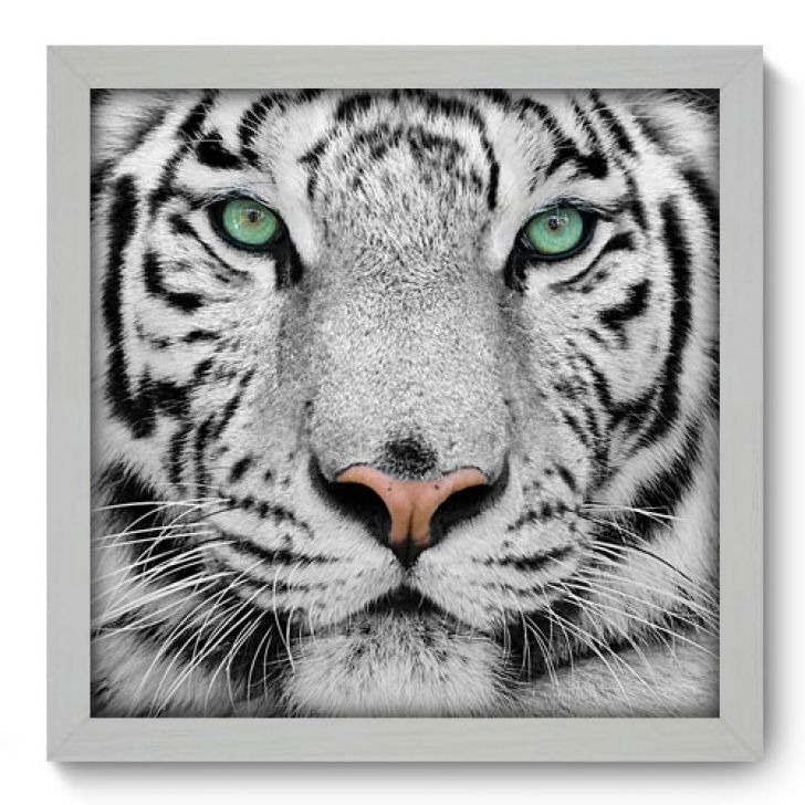 quadro tigre branco casal para decoração 3 peças