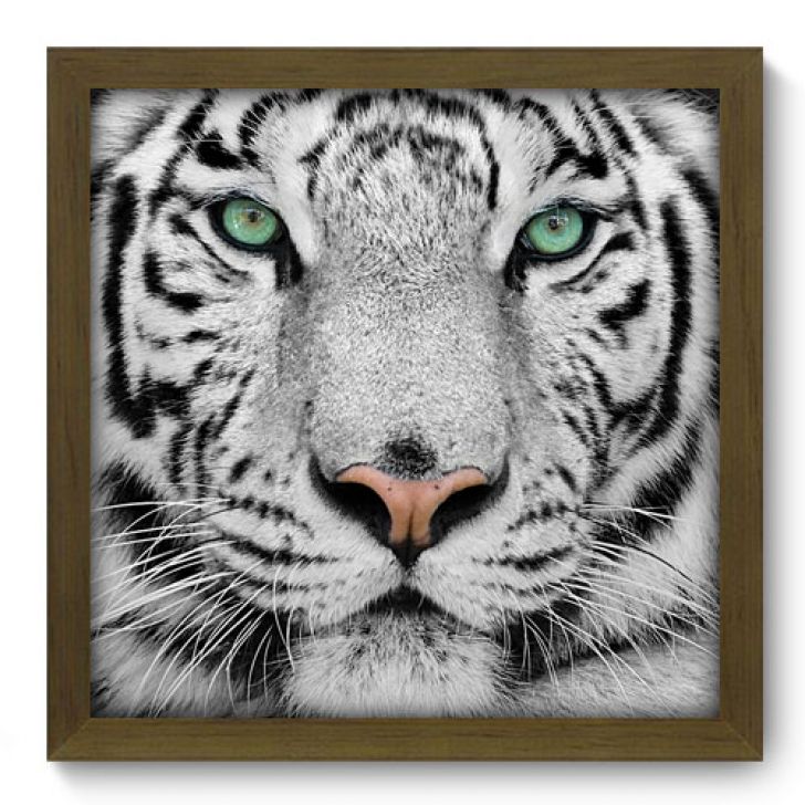 quadro tigre branco casal para decoração 3 peças