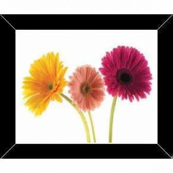 Quadro Ap448 2017 Preto 24x2x2