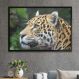 Quadro Decorativo Onça Pintada De Perfil-24x34Cm