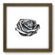 Quadro Decorativo - Rosa - 043qdfm