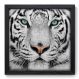 Quadro Decorativo - Tigre Branco - 017qds