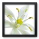 Quadro Decorativo - Flor - 33cm x 33cm - 010qnfbp