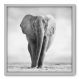 Quadro Decorativo - Elefante - 70cm x 70cm - 002qnsdb