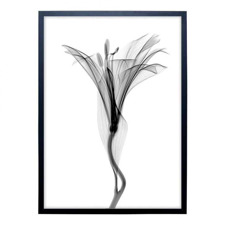 Quadro Clássico Floral Raio-X III com Vidro Preto e Branco 50x70 cm