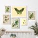 Kit 6 Quadros Botânica - Animais E Plantas Verdes