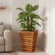 Cachepot Cone 60 CM Madeira Demolição Natural