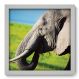 Quadro Decorativo - Elefante - 119qdsb