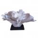 Coral Decorativo de Resina Branco 51cmx27cm
