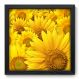 Quadro Decorativo - Girassol - 33cm x 33cm - 014qnfbp