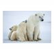 Painel Adesivo de Parede - Urso Polar - Animais - 1700pnp