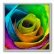 Quadro Decorativo - Rosa - 70cm x 70cm - 006qnfdb