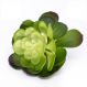 Suculenta Planta Artificial Verde 14x16 cm - D'Rossi
