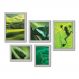 Kit Com 5 Quadros Decorativos - Verde Natureza Animais - 076kq01b