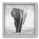 Quadro Decorativo - Elefante - 076qdsb