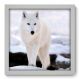 Quadro Decorativo - Lobo - 019qdsb