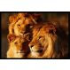 Quadro Decorativo Leão Natureza com Moldura Caixa, na posição Horizontal, ideal para ambiente de Sala, Quarto e Hall de Entrada (90x70cm)