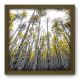 Quadro Decorativo - Floresta - 103qdpm