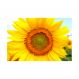 Painel Adesivo de Parede - Girasol - 510pn-P