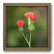 Quadro Decorativo - Flor - 036qdf