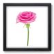 Quadro Decorativo - Rosa - 084qdfp