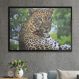 Quadro Decorativo Onça Olhando Para Traz-34x49Cm