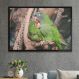 Quadro Decorativo Papagaio Juntos Na Árvore-34x49Cm