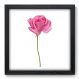 Quadro Decorativo - Rosa - 083qdfp