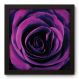 Quadro Decorativo - Rosa - 046qdfp