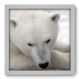 Quadro Decorativo - Urso Polar - 015qdsb