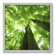 Quadro Decorativo - Árvore - 50cm x 50cm - 050qnpcb