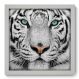 Quadro Decorativo - Tigre Branco - 017qdsb