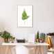 Quadro Botânica Folha Adiantum Wilsoni 43x30 Filete Marfim