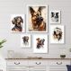Kit 6 Quadros Cachorro Raças Variadas
