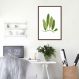 Quadro Botânica Polypodium Squamulosum 43x30 Caixa Marrom