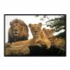 Quadro Decorativo Leão Natureza com Moldura Caixa de 3cm de Profundidade, na posição Horizontal, ideal para ambiente de Sala, Quarto e Hall de Entrada