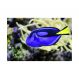 Painel Adesivo de Parede - Blue Tang - 070pn-P