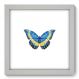 Quadro Decorativo - Borboleta - 091qdsb