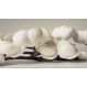 Quadro Decorativo Floral Fotografico, Tela em Canvas na Horizontal ideal para ambiente de Sala, Quarto e Hall (100x70 cm)
