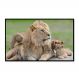 Quadro Decorativo Leão Natureza com Moldura Caixa de 3cm de Profundidade, na posição Horizontal, ideal para ambiente de Sala, Quarto e Hall de Entrada