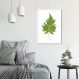 Quadro Botânica Aspidium Cicutarium 43x30 Caixa Branco