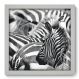 Quadro Decorativo - Zebra - 004qdsb