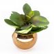 Vaso Decorativo Dourado com Suculenta Artificial Folha Baixa 15x8 cm F04 - D'Rossi