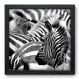 Quadro Decorativo - Zebras - 33cm x 33cm - 001qnsbp