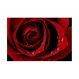 Painel Adesivo de Parede - Rosa Vermelha - 001pn-P