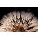 Quadro Decorativo Floral Contemporâneo 60x40 cm, Tela em Canvas na Horizontal ideal para ambiente de Sala, Quarto e Hall (100x70 cm)