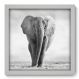 Quadro Decorativo - Elefante - 33cm x 33cm - 002qnsbb